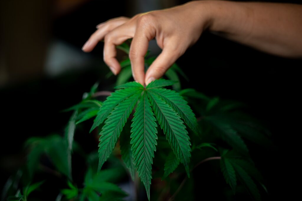 A hand holding a cannabis leaf on a growing plant